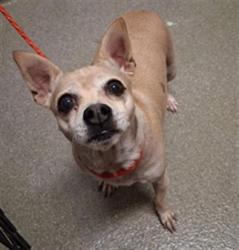 Shelter Stray Female Dog last seen E HARMON AVE & S LAMB BLVD, Las Vegas, NV 89101