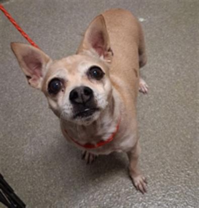 Shelter Stray Female Dog last seen E HARMON AVE & S LAMB BLVD, Las Vegas, NV 89101