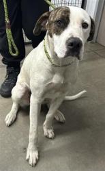 Shelter Stray Male Dog last seen Near BLOCK E OLIVE AVE, FRESNO CA 93728 3609, Fresno, CA 93727