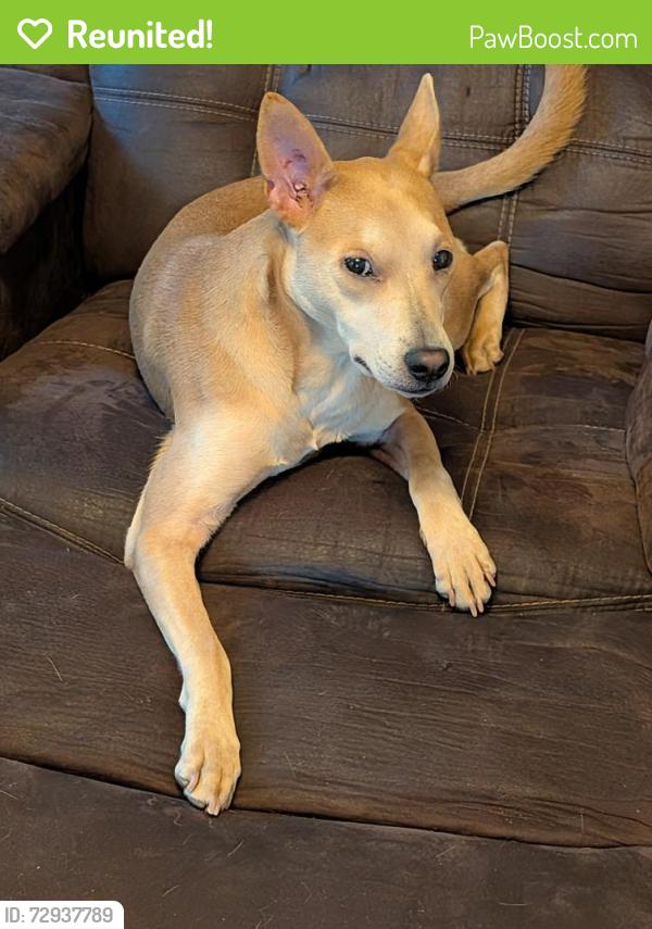 Reunited Female Dog last seen 4th and Osuna, Los Ranchos de Albuquerque, NM 87107