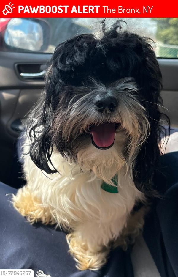 Lost Male Dog last seen 241st Street & Carpenter Ave, The Bronx, NY 10470