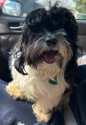 Lost Male Dog last seen 241st Street & Carpenter Ave, The Bronx, NY 10470
