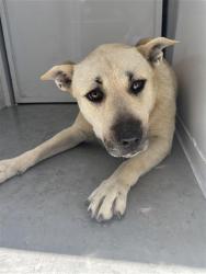 Shelter Stray Female Dog last seen FRONT ST & BROADWAY, Sacramento, CA 95818