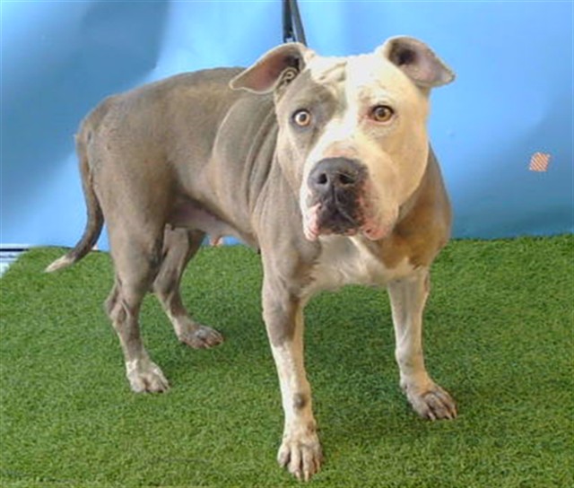 Shelter Stray Female Dog last seen , Downey, CA 90242