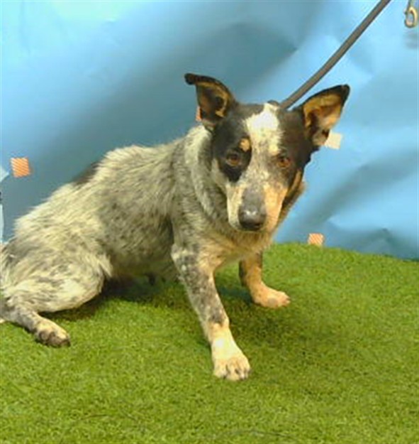 Shelter Stray Female Dog last seen , Downey, CA 90242