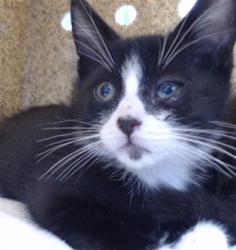 Shelter Stray Male Cat last seen , Downey, CA 90242