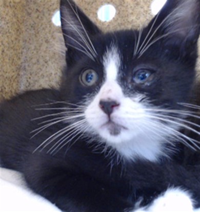 Shelter Stray Male Cat last seen , Downey, CA 90242