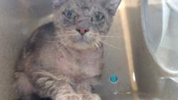 Shelter Stray Male Cat last seen , Downey, CA 90242