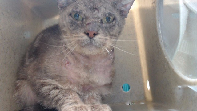 Shelter Stray Male Cat last seen , Downey, CA 90242