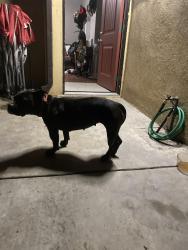 Reunited Female Dog last seen Atlantic and commenweath, Alhambra, CA 91803