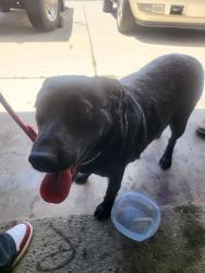 Found/Stray Female Dog last seen Post Oak and Drennan , Colorado Springs, CO 80916