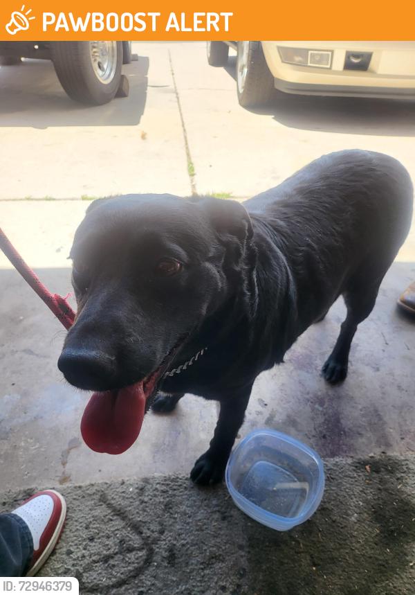 Found/Stray Female Dog last seen Post Oak and Drennan , Colorado Springs, CO 80916