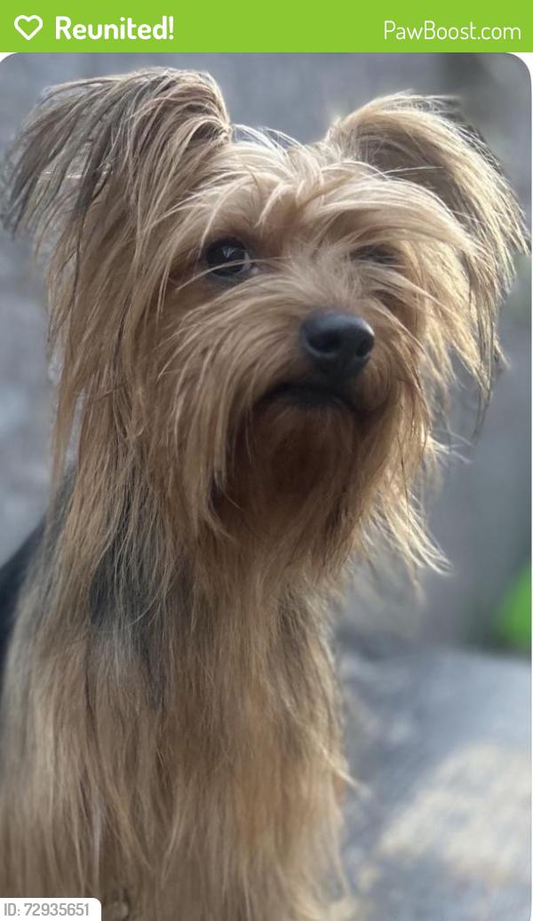 Reunited Male Dog last seen Near central ave , Chino, CA 91710