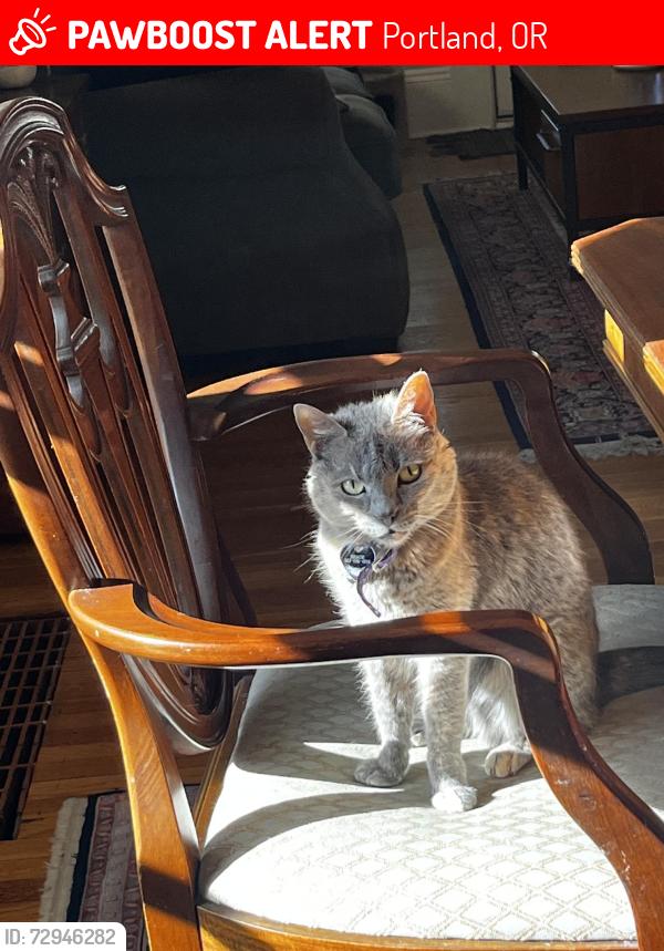 Lost Female Cat last seen Siskiyou and Klickitat, Portland, OR 97213