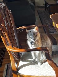 Lost Female Cat last seen Siskiyou and Klickitat, Portland, OR 97213