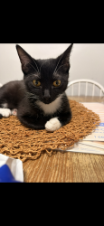 Reunited Male Cat last seen Near NW 32nd St, Fort Worth, TX  76106, Fort Worth, TX 76106