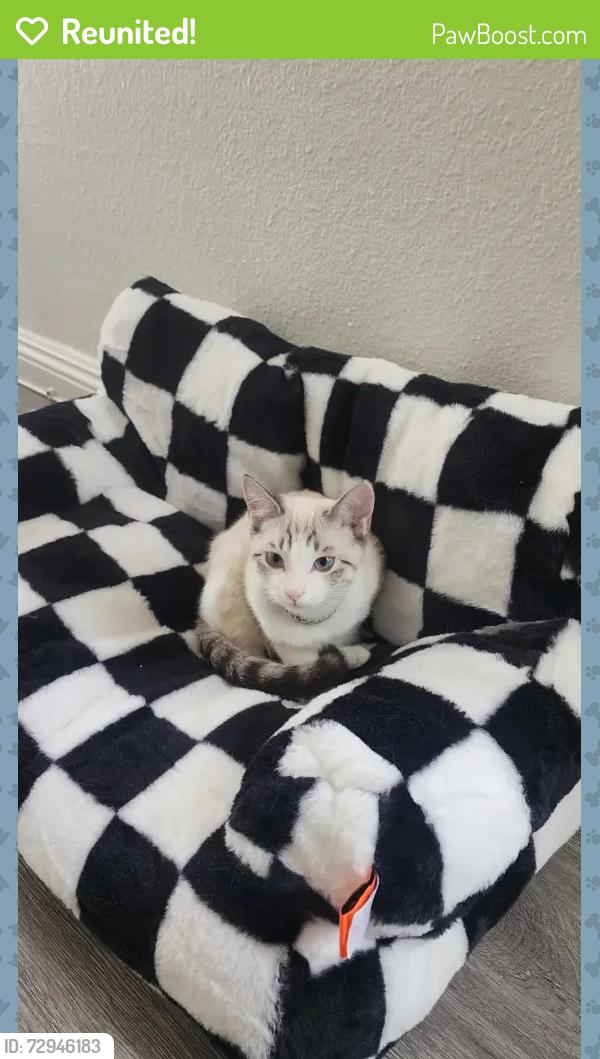 Reunited Female Cat last seen Claude St., Compton, CA 90220