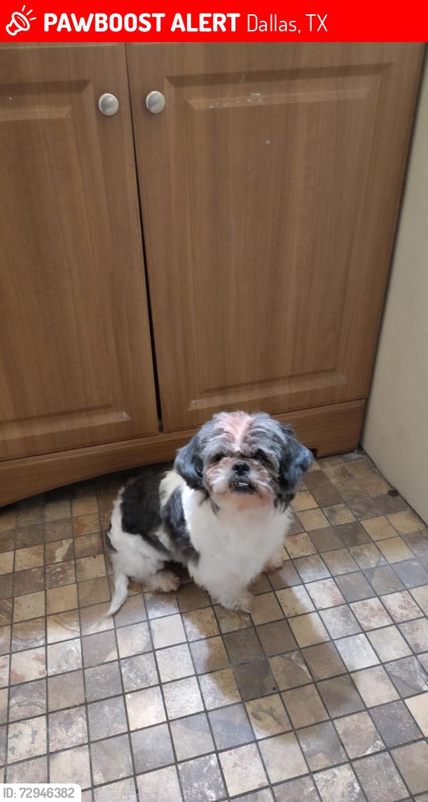 Lost Female Dog last seen Bruton rd, Dallas, TX 75227
