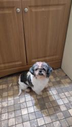 Lost Female Dog last seen Bruton rd, Dallas, TX 75227