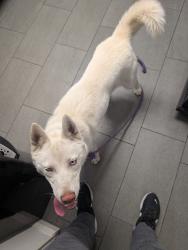 Found/Stray Unknown Dog last seen Hacienda and colima, Hacienda Heights, CA 91745