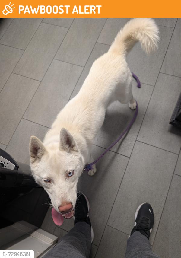 Found/Stray Unknown Dog last seen Hacienda and colima, Hacienda Heights, CA 91745