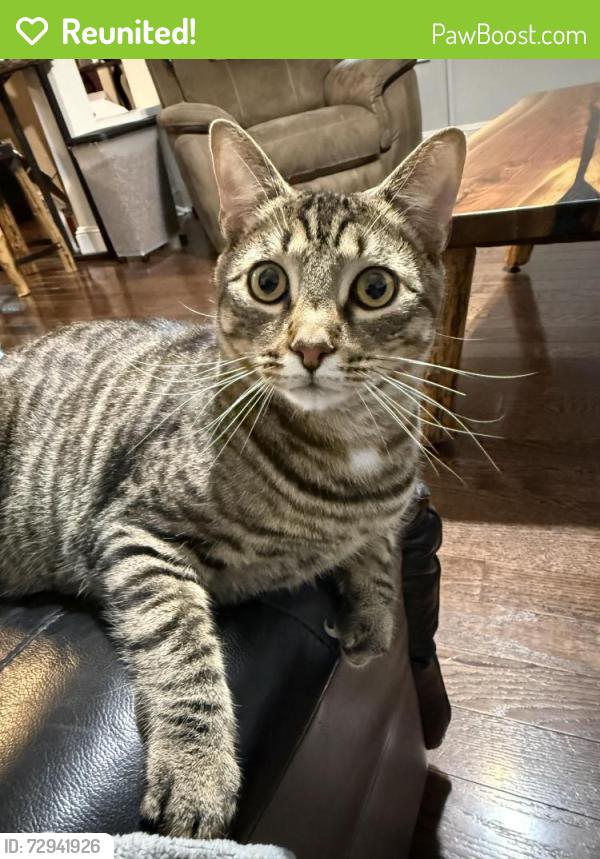 Reunited Male Cat last seen Near &Glen riddle rd, Media, PA 19063
