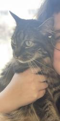 Reunited Female Cat last seen 20th Ave and Foothill, Oakland, CA 94606