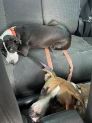 Found/Stray Male Dog last seen Grant St / 436 / Curry Ford , Orlando, FL 32822