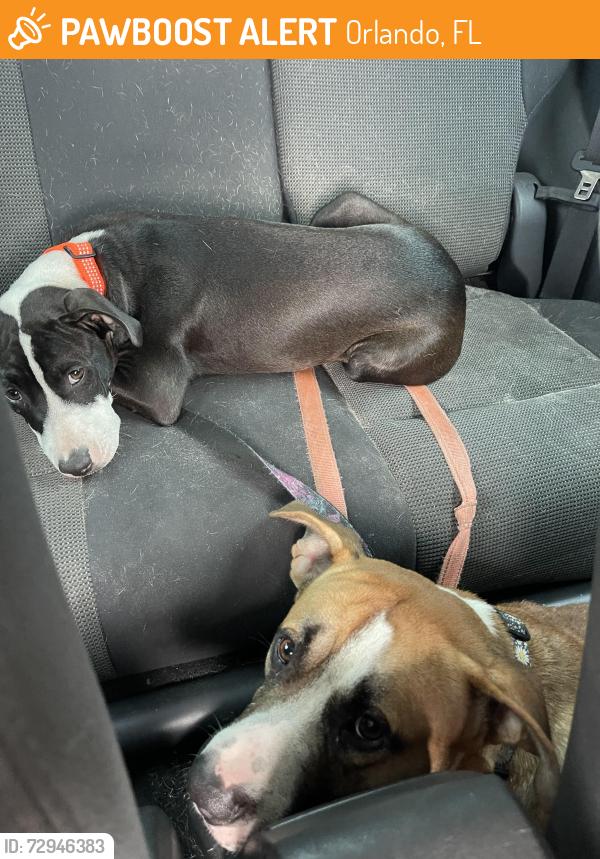 Found/Stray Male Dog last seen Grant St / 436 / Curry Ford, Orlando, FL 32822
