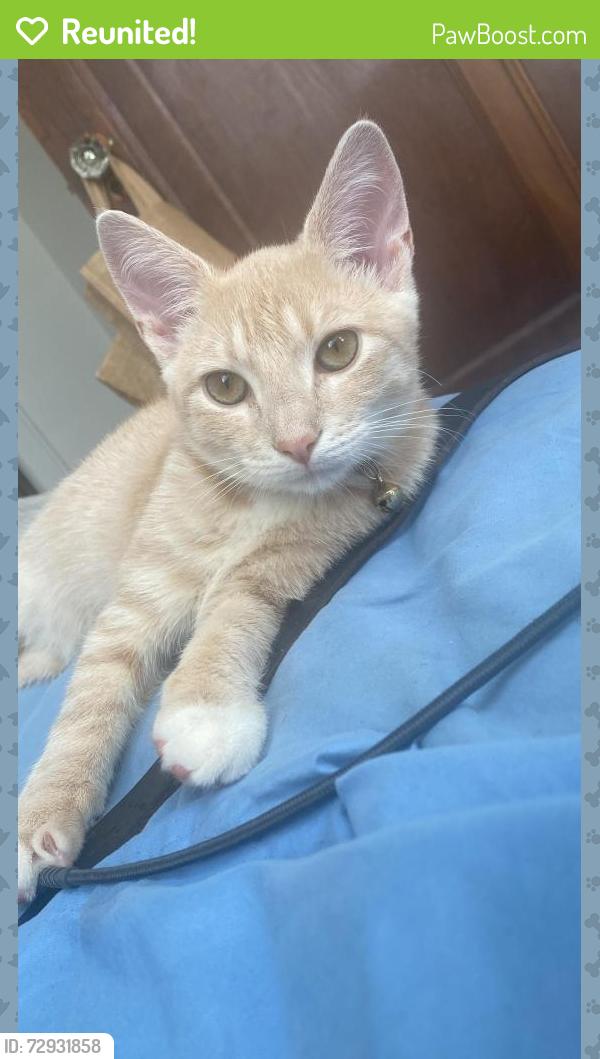 Reunited Male Cat last seen Empire Blvd and Albany Ave, Brooklyn, NY 11225