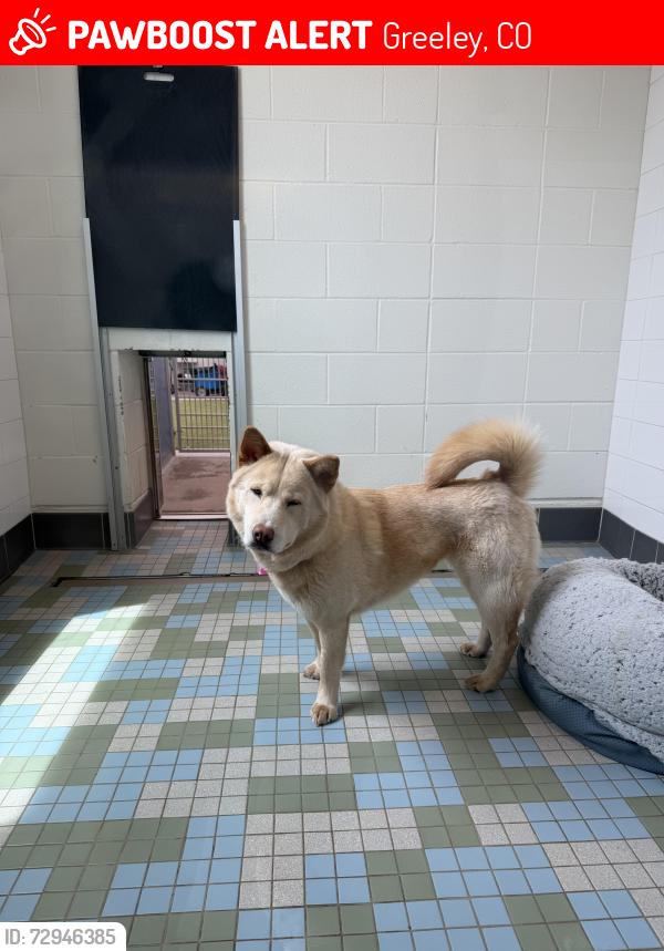 Lost Female Dog last seen 23rd st and 77th Avenue , Greeley, CO 80634