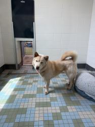 Lost Female Dog last seen 23rd st and 77th Avenue , Greeley, CO 80634