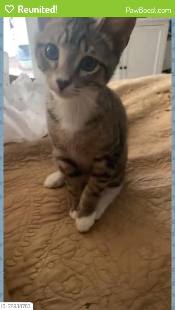 Reunited Male Cat last seen Hernandez and 12th Avenue, Pensacola, FL 32503