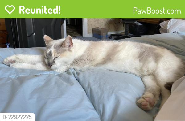 Reunited Female Cat last seen Clays Mill, Lexington, KY 40503