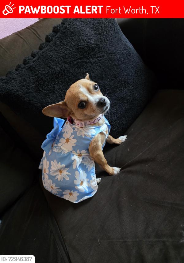 Lost Female Dog last seen E Baltimore Ave fort worth tx 76104, Fort Worth, TX 76104