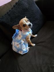 Lost Female Dog last seen E Baltimore Ave fort worth tx 76104, Fort Worth, TX 76104