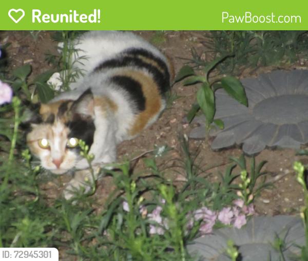 Reunited Unknown Cat last seen Centennial Mesa View & Hwy 94, El Paso County, CO 80930