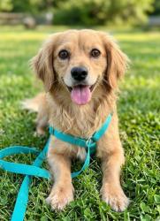 Lost Male Dog last seen Corona x 7th St, Norco, CA 92860