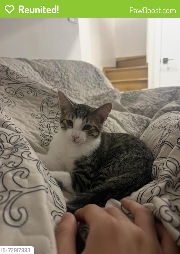 Reunited Male Cat last seen Drumgool road east, Staten Island, NY 10312
