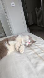 Reunited Male Cat last seen Honister crescent, newhouse road G757AJ, South Lanarkshire, Scotland G75