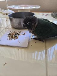 Reunited Male Bird last seen Right by 919 Veneto, San Marco apmts , Irvine, CA 92614
