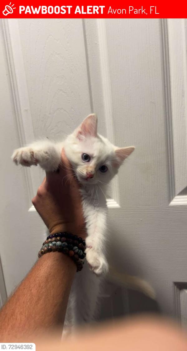 Lost Unknown Cat last seen At the corner of w Cornell street last block before the car dealership and liquor store , Avon Park, FL 33825