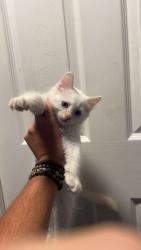 Lost Unknown Cat last seen At the corner of w Cornell street last block before the car dealership and liquor store , Avon Park, FL 33825