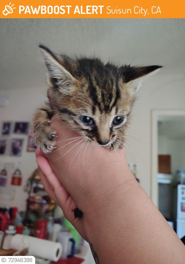Rehomed Unknown Cat last seen Whispering Bay Lane, Suisun City, CA 94585