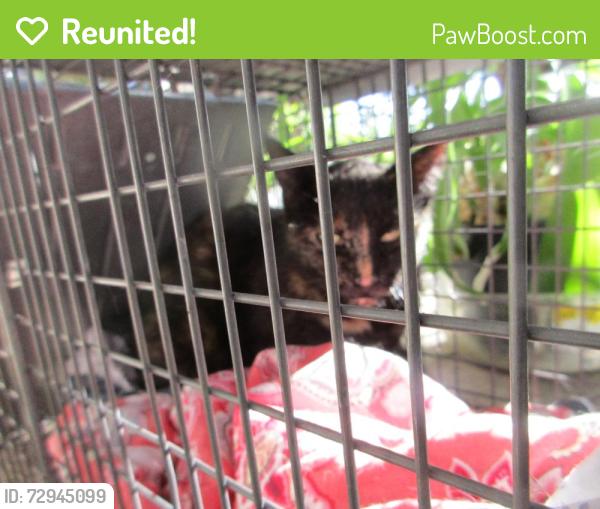 Reunited Unknown Cat last seen Peyton Hwy & Hwy 94, Colorado Springs, CO 80930