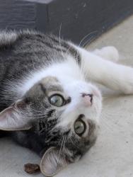 Reunited Male Cat last seen Madison heights, San Antonio, TX 78247