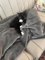 Lost Female Cat last seen Radyr sidings, Radyr, Wales 