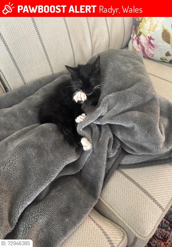 Lost Female Cat last seen Radyr sidings, Radyr, Wales 