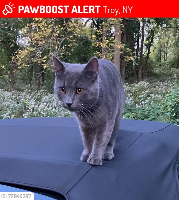 Lost Male Cat last seen Infernos Pizza, Troy, NY 12180