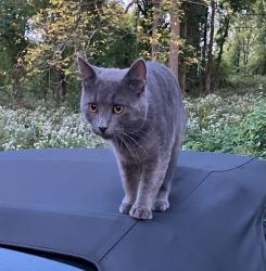 Lost Male Cat last seen Infernos Pizza, Troy, NY 12180
